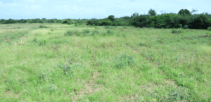 plots for sale in malindi