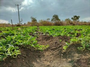 land for sale in marereni, malindi