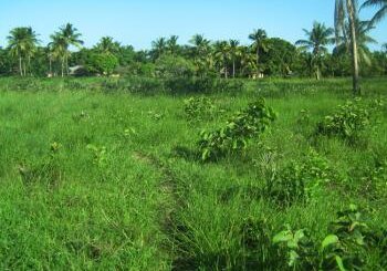 land for sale in shimba hills