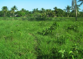 land for sale in shimba hills