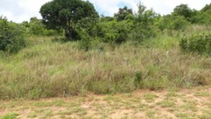 land for sale in Vipingo