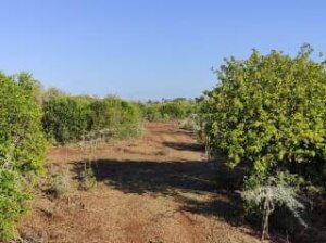 land for sale in naro moru