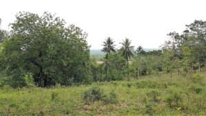 Land for sale in Mtwapa