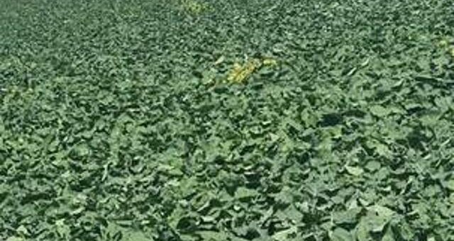 land for sale in Timau