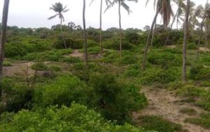 Land for sale in kakoneni Malindi