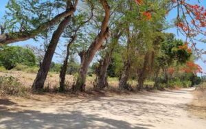 land for sale in Vipingo