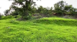 Agricultural land for sale in Tala