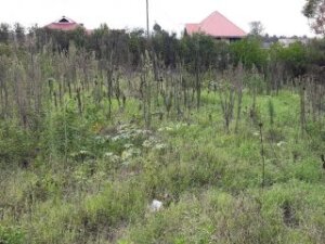 Plots for sale in Rimpa Ongata Rongai