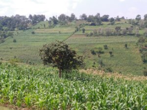 equity bank plots for sale near Ruiru