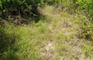 Land for sale in Gongoni Malindi