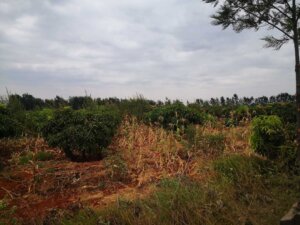 land for sale in kithyoko