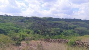 land for sale in shimba hills