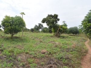 land for sale in Kithimani