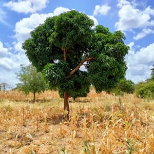 land for sale in kauti matuu