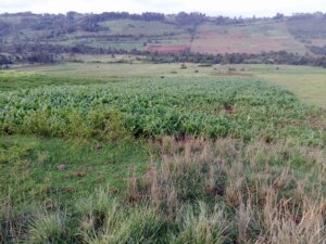 Land for sale in Oljororok