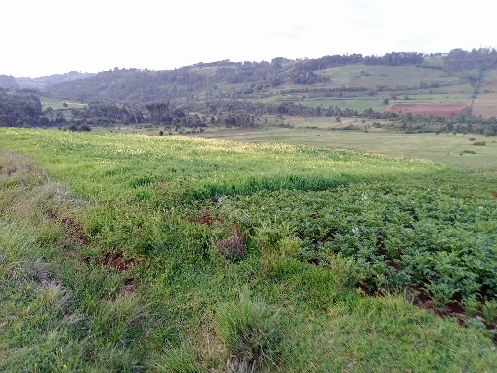 Land for sale in Oljororok