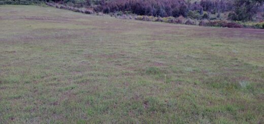 Land for Sale in Mirangine