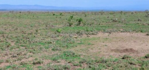 Plots for Sale in Kahawa Sukari