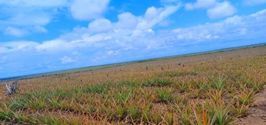 agricultural land for sale in Kakuyuni, Malindi