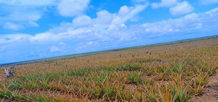 agricultural land for sale in Kakuyuni, Malindi