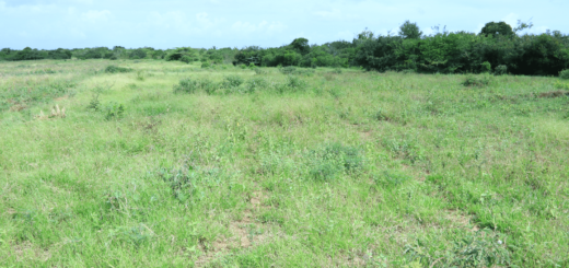 land for sale in marereni, malindi