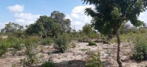 agricultural land for sale in Kakuyuni, Malindi