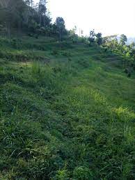 land for sale in Wundanyi