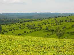 Land for Sale in Kipkelion