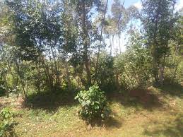 land for sale in Kipkabus