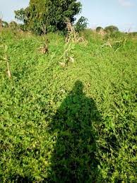 Land for sale in Gongoni Malindi