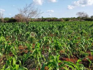 agricultural land for sale in Kakuyuni, Malindi