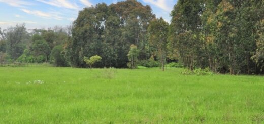 Land for sale in Kasuku