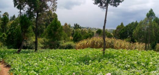 land for sale in Mairo Inya