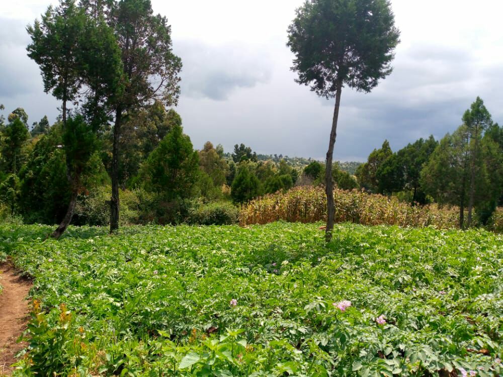 land for sale in Mairo Inya