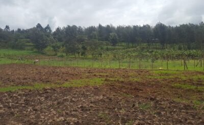 Land for sale in Shamata