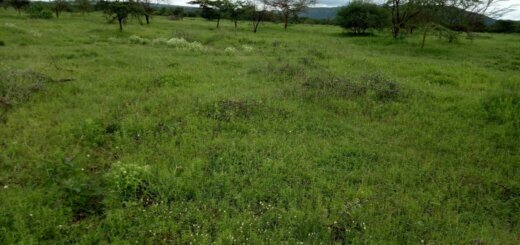 Agricultural land for sale in Tala