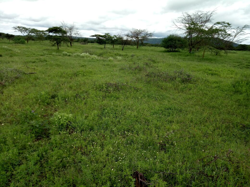 Agricultural land for sale in Tala