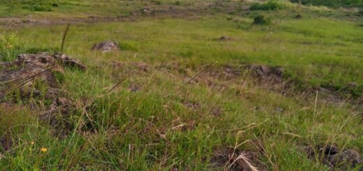 Plots for sale in Tuala Ongata Rongai