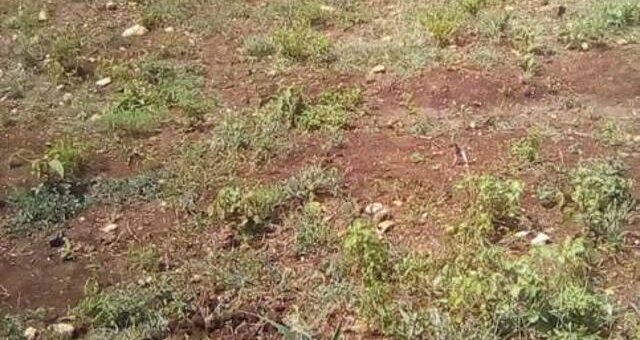 land for sale in mwingi