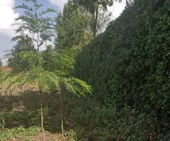 Land for sale in Ololua Ngong