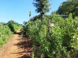 Plots for sale in Kikuyu