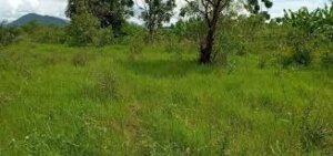 land for sale in Wundanyi