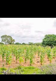 land for sale in mazeras mombasa