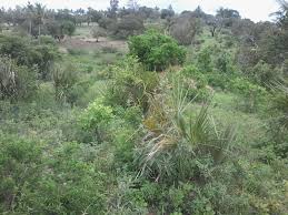 land for sale in shimba hills