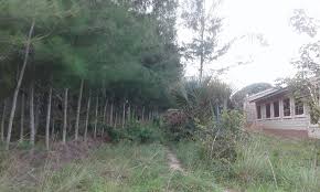 land for sale in shimba hills