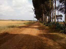 land for sale in Timau