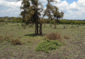 Land for sale in Ngenda