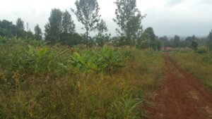 Plots for sale in Kikuyu