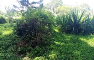 Land for sale in Kasuku