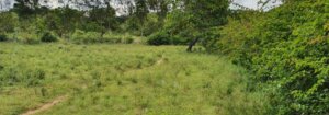 land for sale in kombani kwale